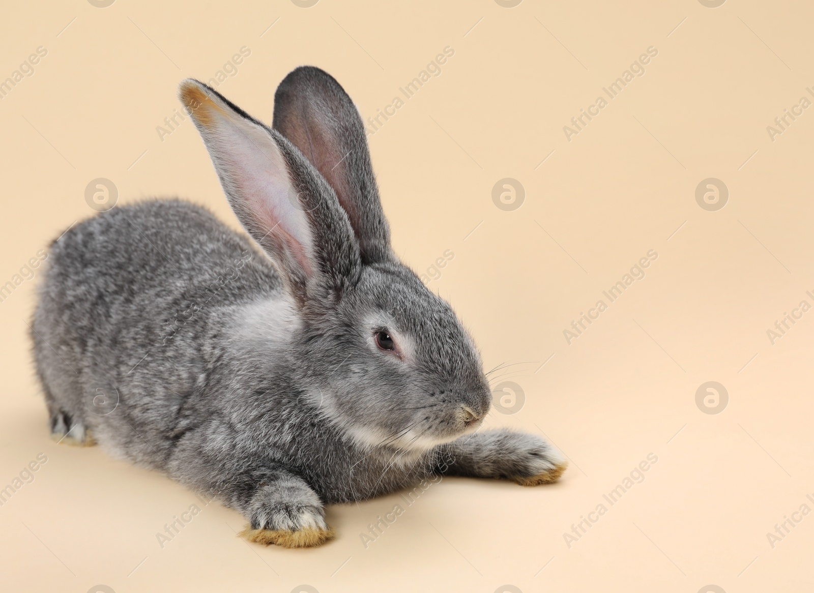 Photo of Fluffy grey rabbit on beige background, space for text. Cute pet