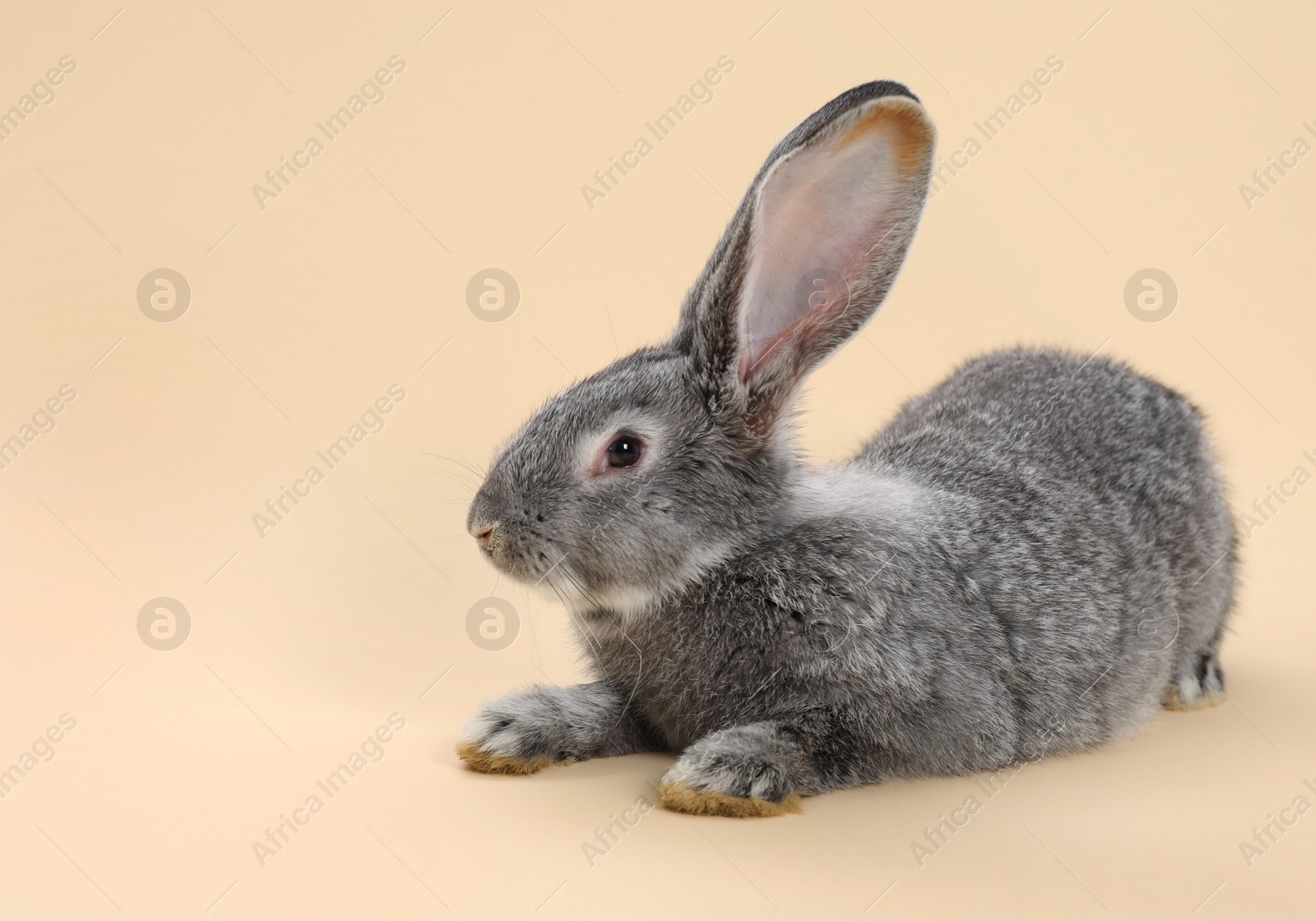 Photo of Fluffy grey rabbit on beige background, space for text. Cute pet