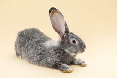 Photo of Fluffy grey rabbit on beige background. Cute pet