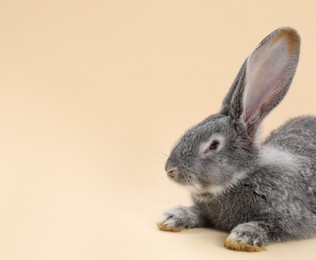 Photo of Fluffy grey rabbit on beige background, space for text. Cute pet