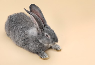 Photo of Fluffy grey rabbit on beige background, space for text. Cute pet