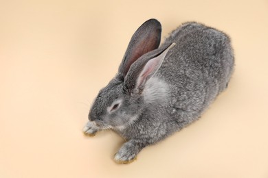 Photo of Fluffy grey rabbit on beige background, space for text. Cute pet