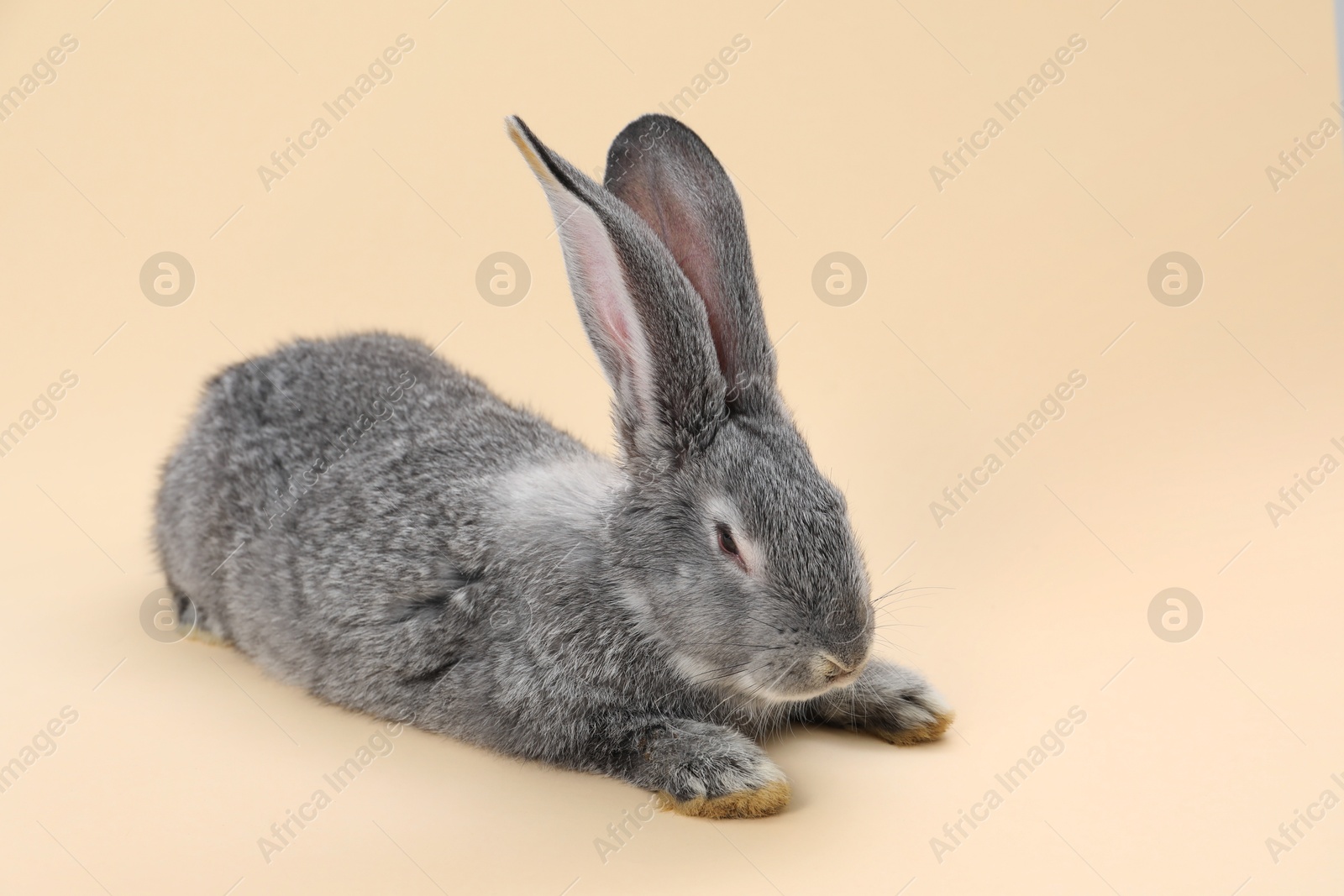 Photo of Fluffy grey rabbit on beige background, space for text. Cute pet