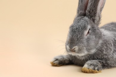 Photo of Fluffy grey rabbit on beige background, space for text. Cute pet