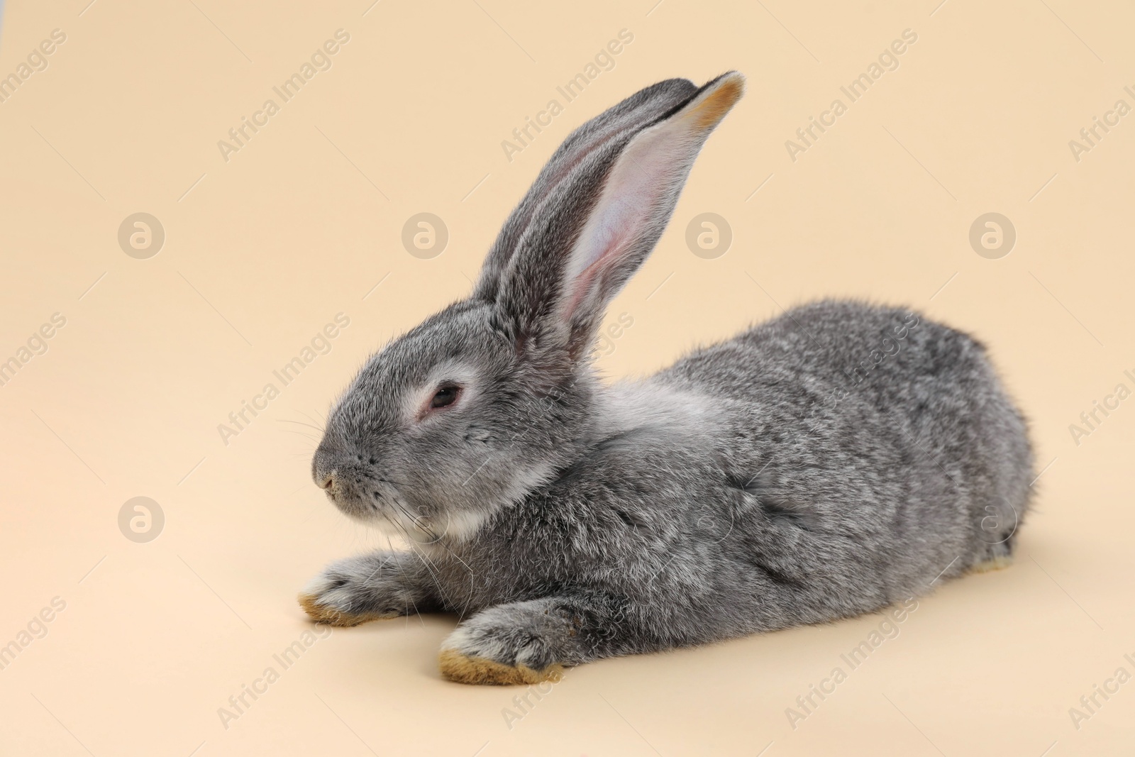 Photo of Fluffy grey rabbit on beige background. Cute pet