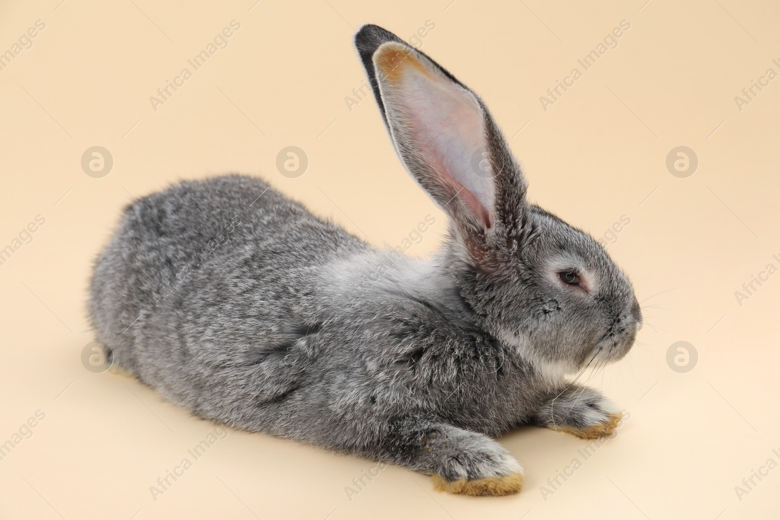 Photo of Fluffy grey rabbit on beige background. Cute pet