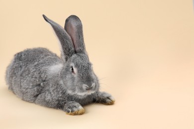 Photo of Fluffy grey rabbit on beige background, space for text. Cute pet