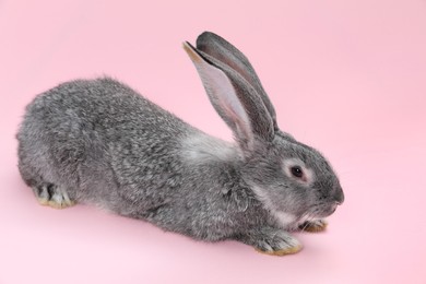 Photo of Fluffy grey rabbit on pink background. Cute pet