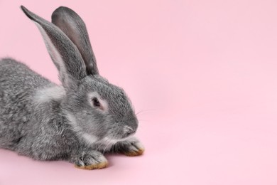 Photo of Fluffy grey rabbit on pink background, space for text. Cute pet