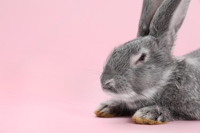 Photo of Fluffy grey rabbit on pink background, closeup. Space for text