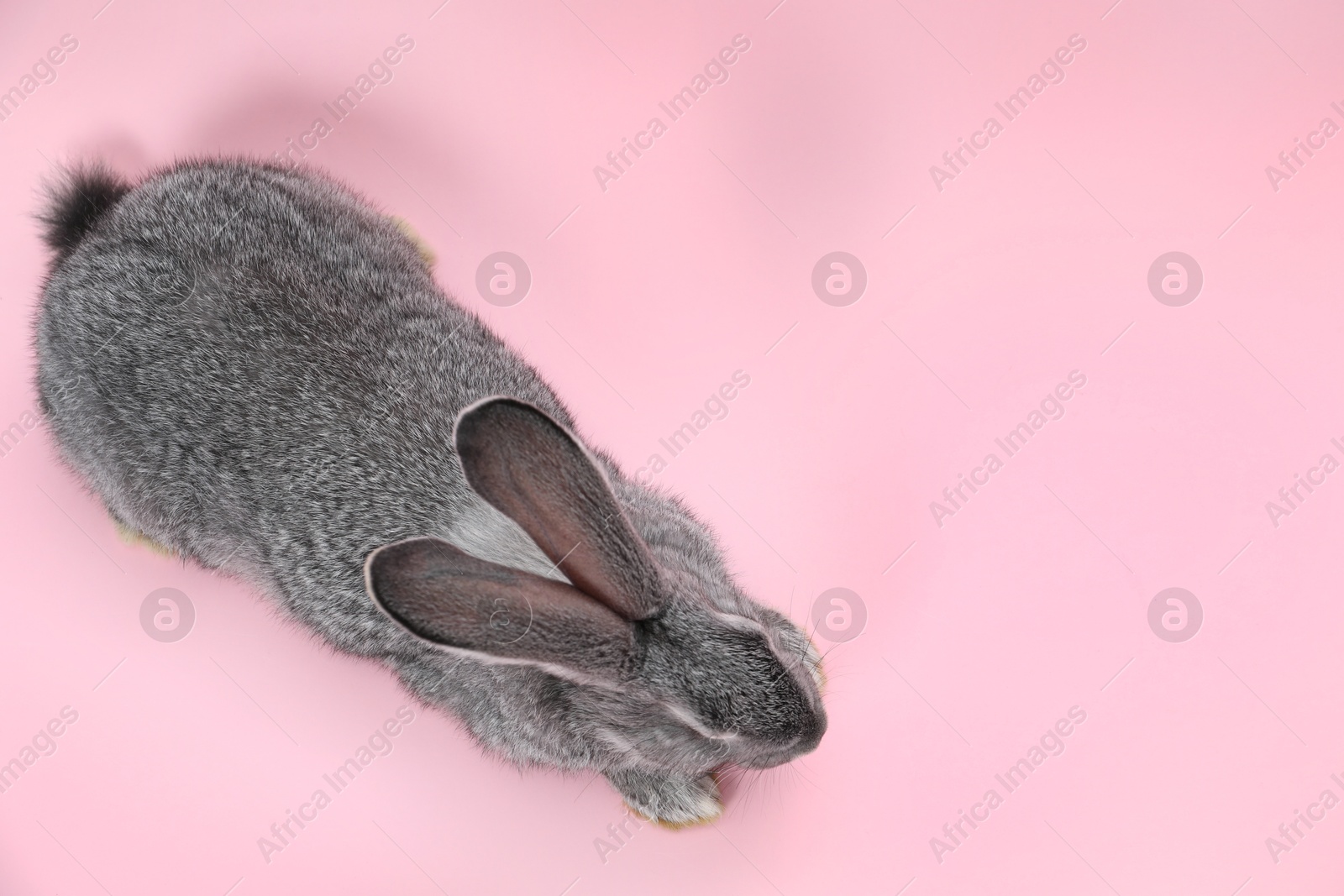 Photo of Fluffy grey rabbit on pink background, top view. Space for text