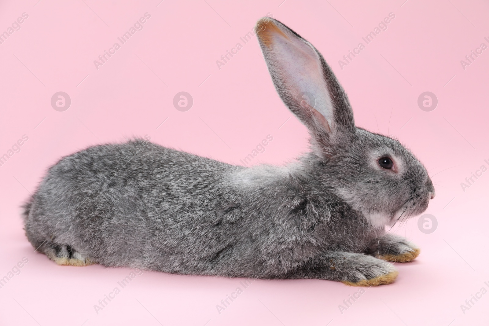 Photo of Fluffy grey rabbit on pink background. Cute pet