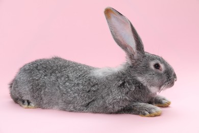 Photo of Fluffy grey rabbit on pink background. Cute pet