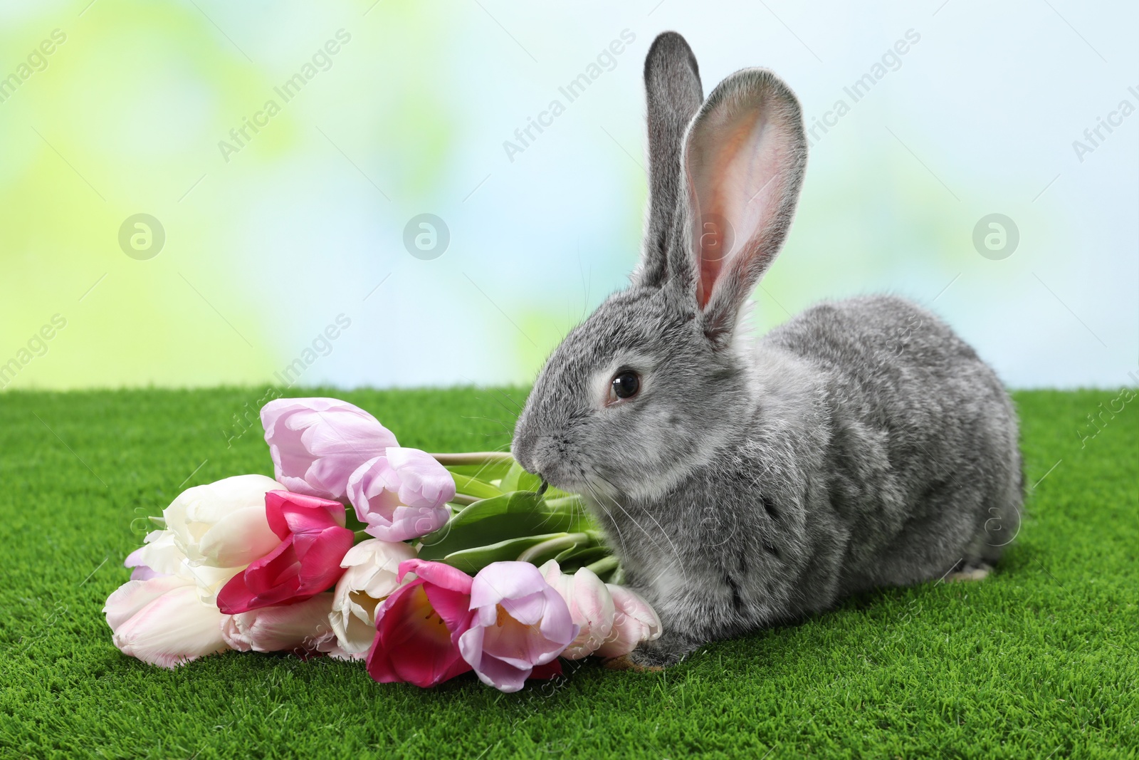 Photo of Fluffy grey rabbit and beautiful tulips on green grass outdoors