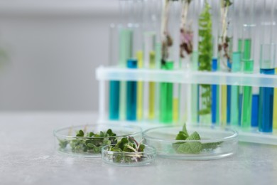 Photo of Biochemistry. Glassware with different plants and liquids on light grey table in laboratory, closeup