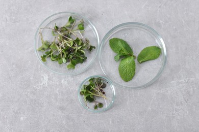 Photo of Biochemistry. Petri dishes with different plants on light grey table, flat lay