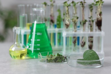 Photo of Biochemistry. Glassware with different liquids and plants on light grey table in laboratory, closeup