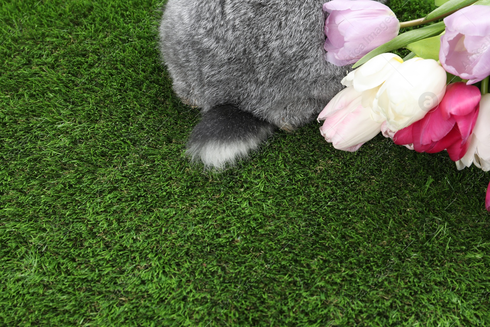 Photo of Fluffy grey rabbit and beautiful tulips on green grass, closeup. Space for text