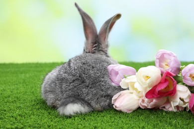 Photo of Fluffy grey rabbit and beautiful tulips on green grass outdoors, back view