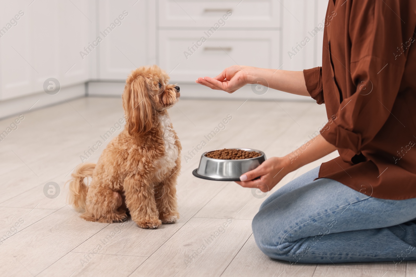 Photo of Owner feeding her cute dog with dry pet food indoors, closeup