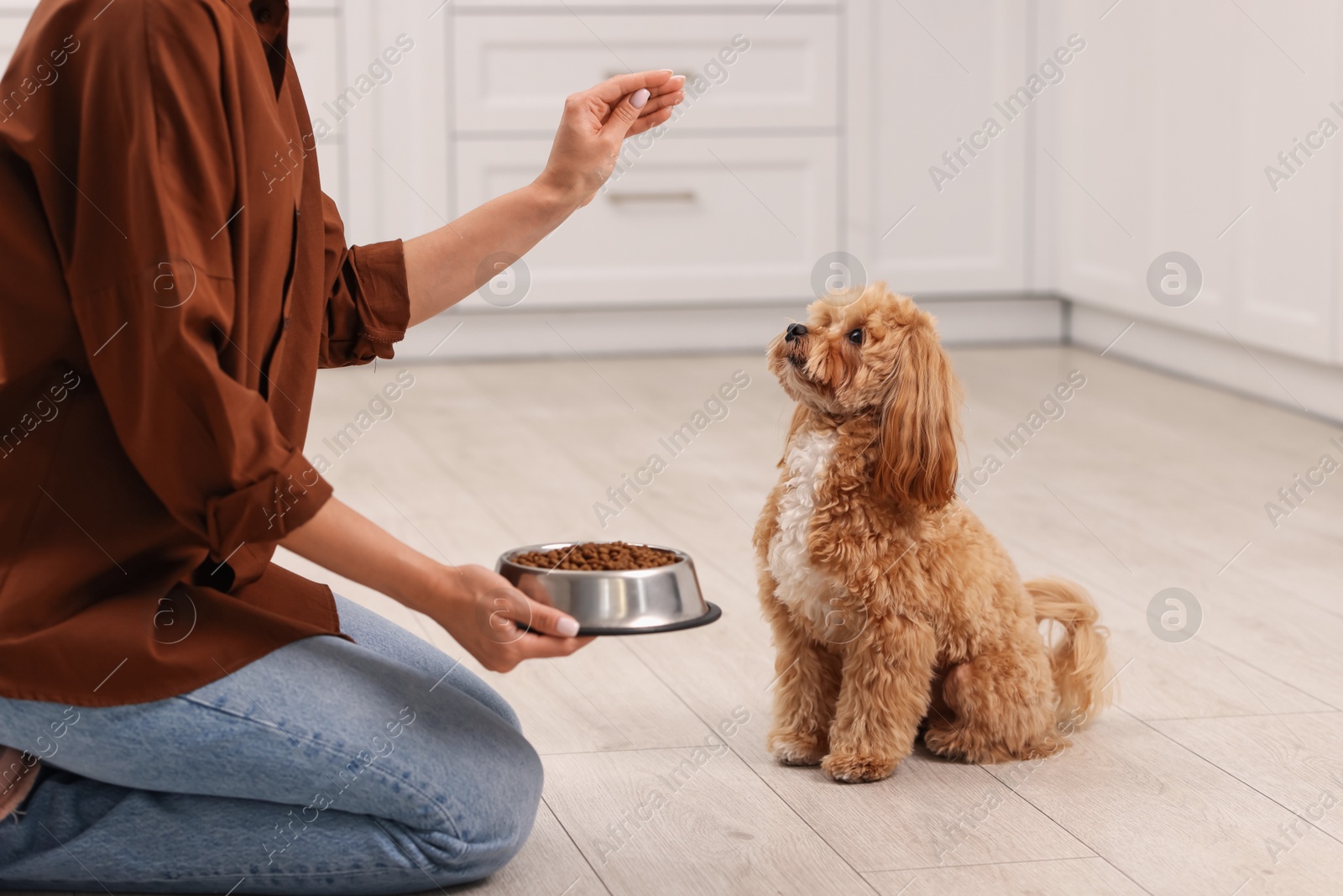 Photo of Owner feeding her cute dog with dry pet food indoors, closeup