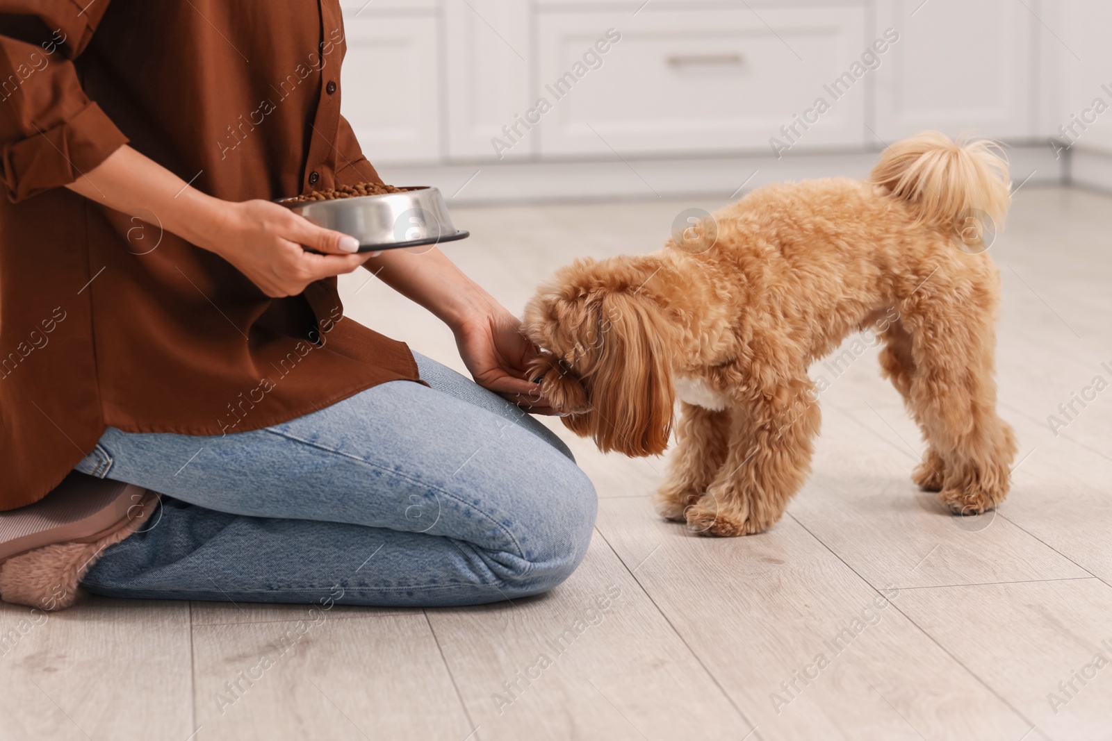 Photo of Owner feeding her cute dog with dry pet food indoors, closeup