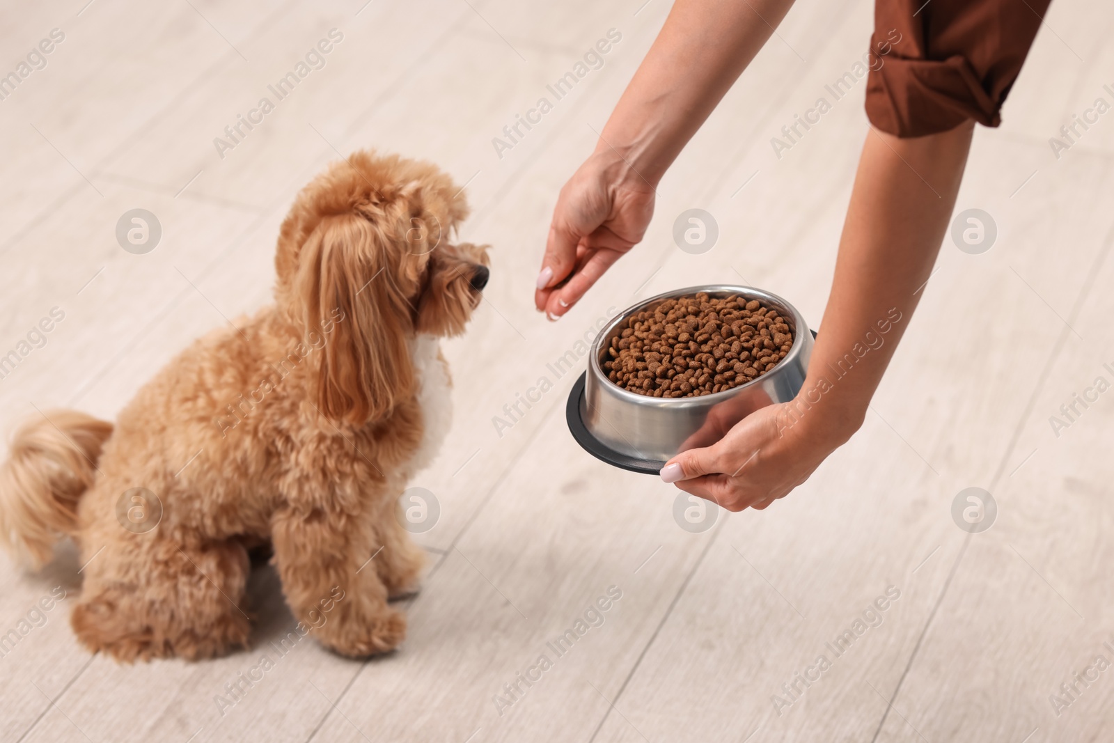 Photo of Owner feeding her cute dog with dry pet food indoors, closeup