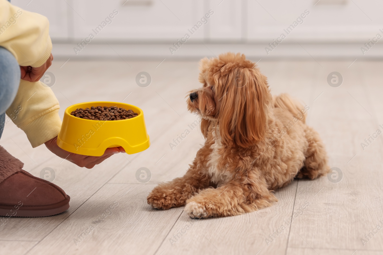 Photo of Owner giving bowl with dry pet food to her cute dog indoors, closeup