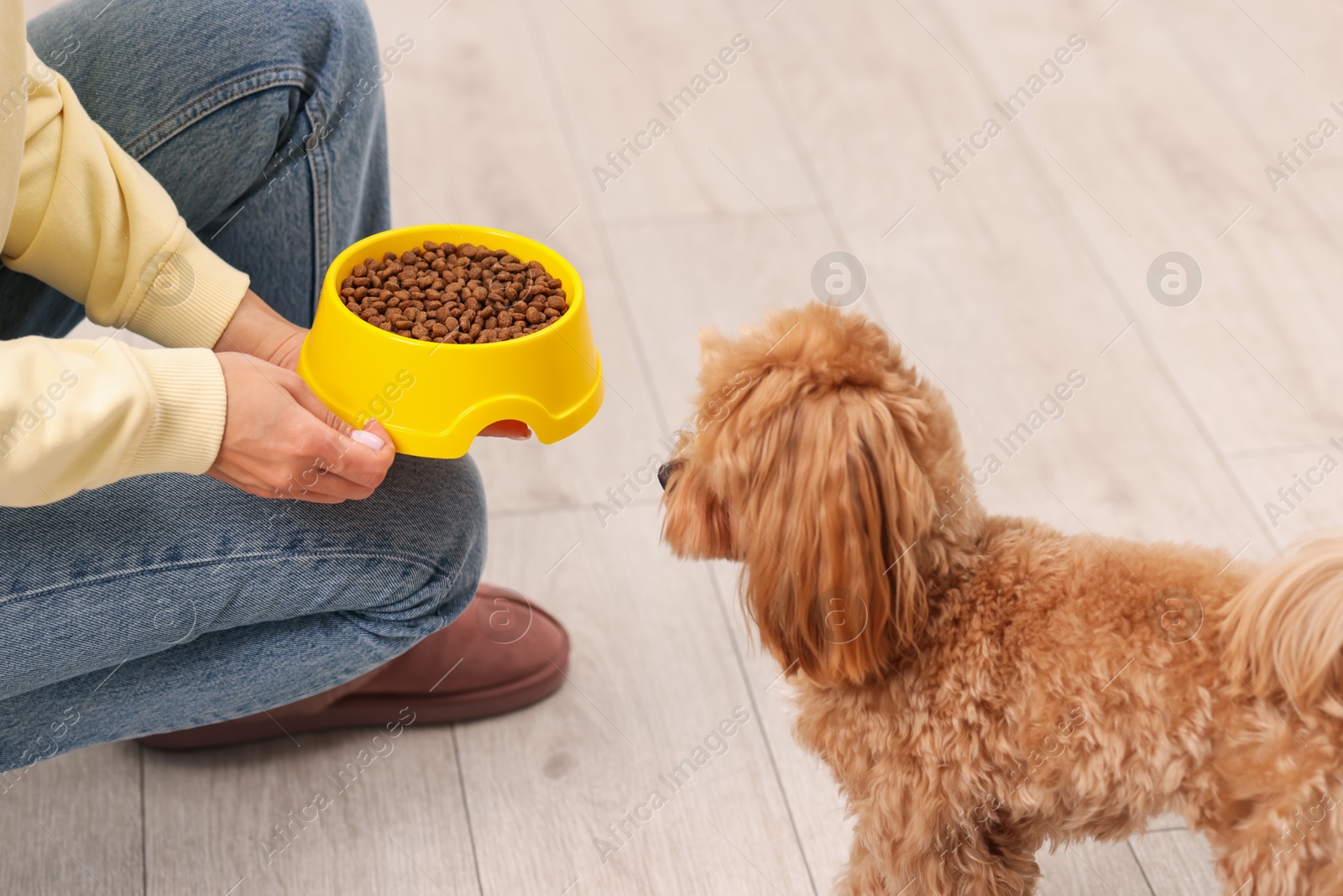 Photo of Owner giving bowl with dry pet food to her cute dog indoors, closeup