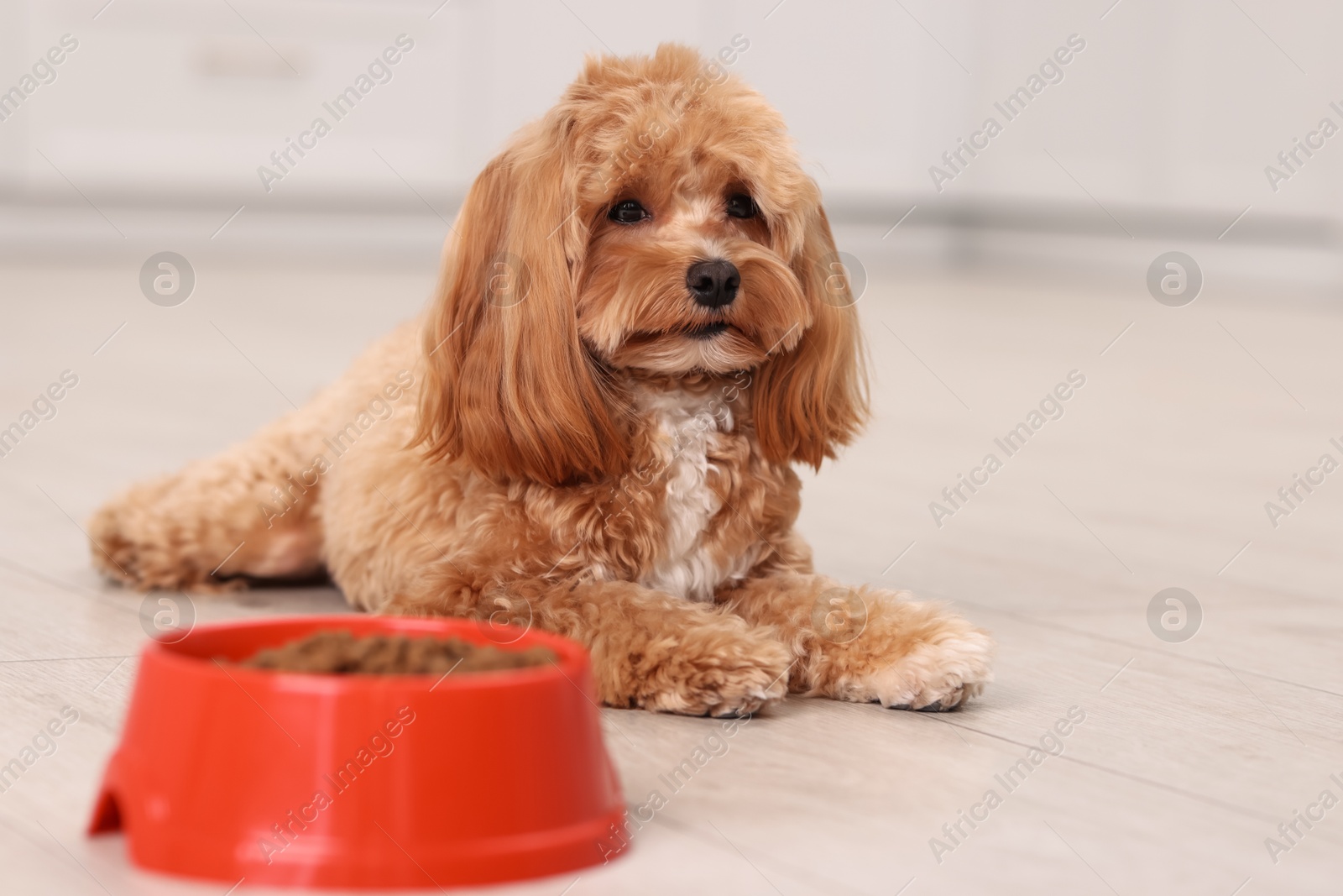 Photo of Feeding bowl with dry pet food and cute dog on floor at home