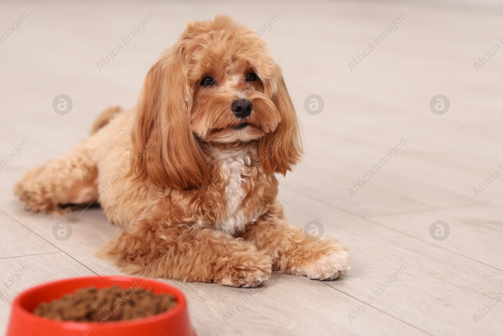 Photo of Feeding bowl with dry pet food and cute dog on floor at home. Space for text