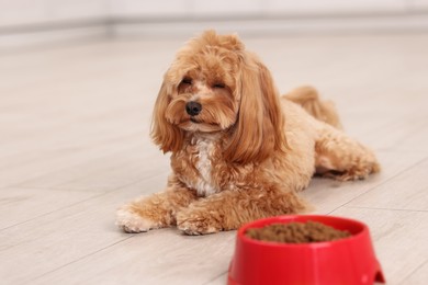 Photo of Feeding bowl with dry pet food and cute dog on floor at home