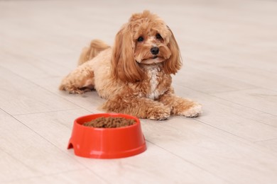 Photo of Feeding bowl with dry pet food and cute dog on floor at home