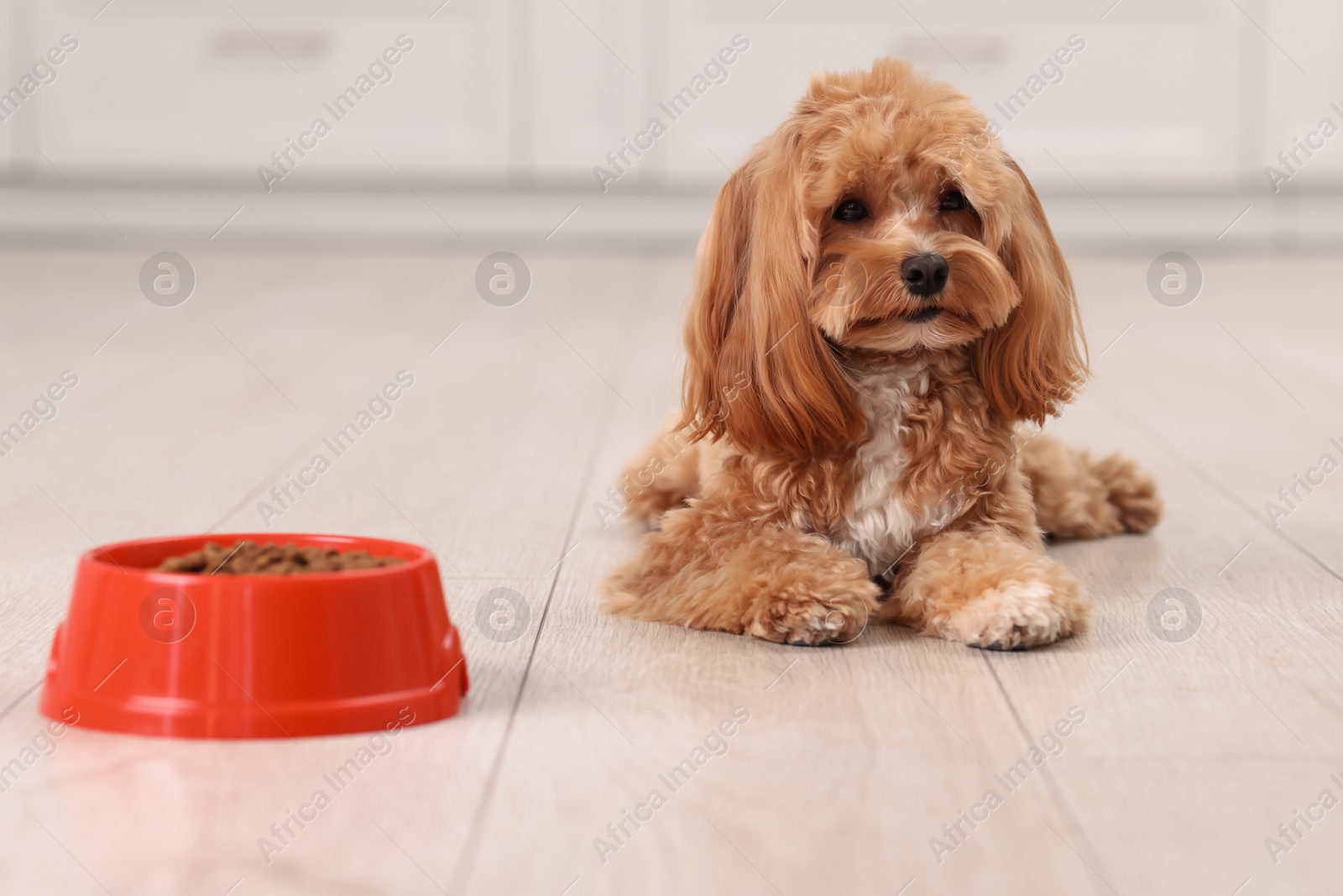 Photo of Feeding bowl with dry pet food and cute dog on floor at home