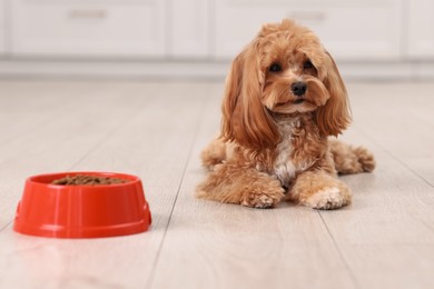 Photo of Feeding bowl with dry pet food and cute dog on floor at home