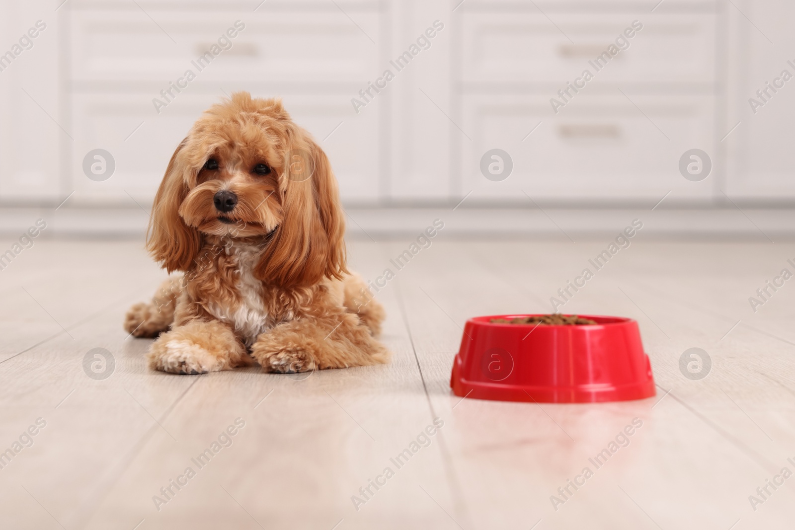 Photo of Feeding bowl with dry pet food and cute dog on floor at home