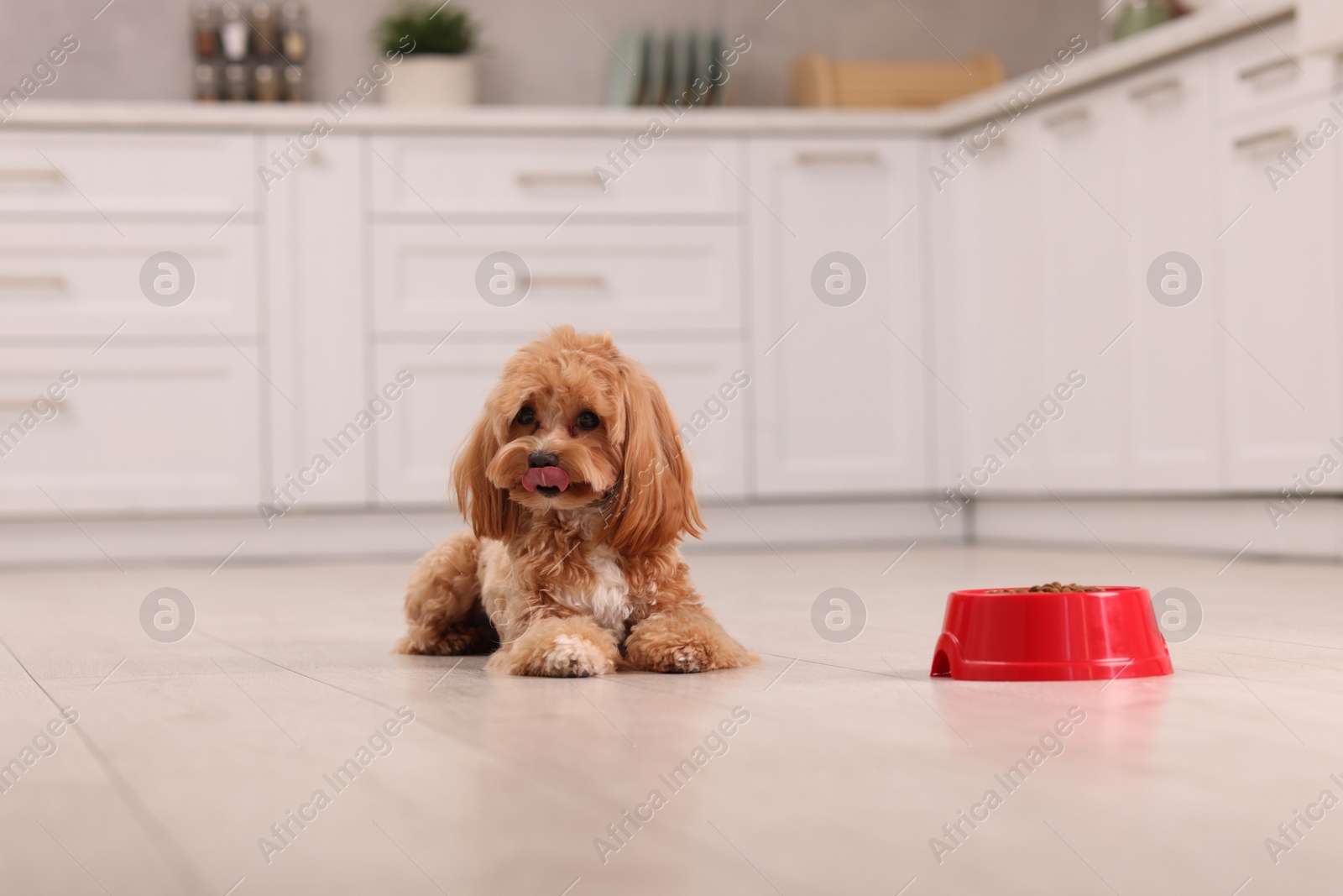 Photo of Feeding bowl with dry pet food and cute dog on floor at home