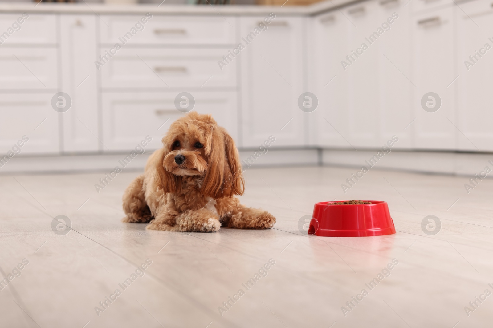 Photo of Feeding bowl with dry pet food and cute dog on floor at home