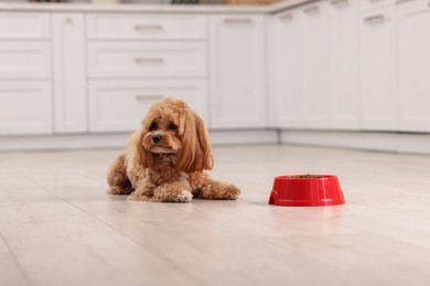 Photo of Feeding bowl with dry pet food and cute dog on floor at home