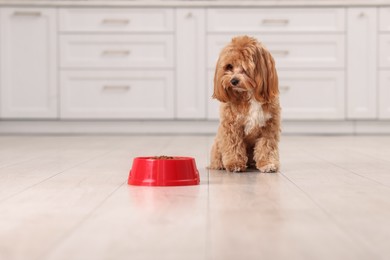 Photo of Feeding bowl with dry pet food and cute dog on floor at home