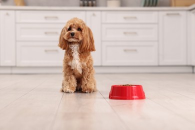 Photo of Feeding bowl with dry pet food and cute dog on floor at home