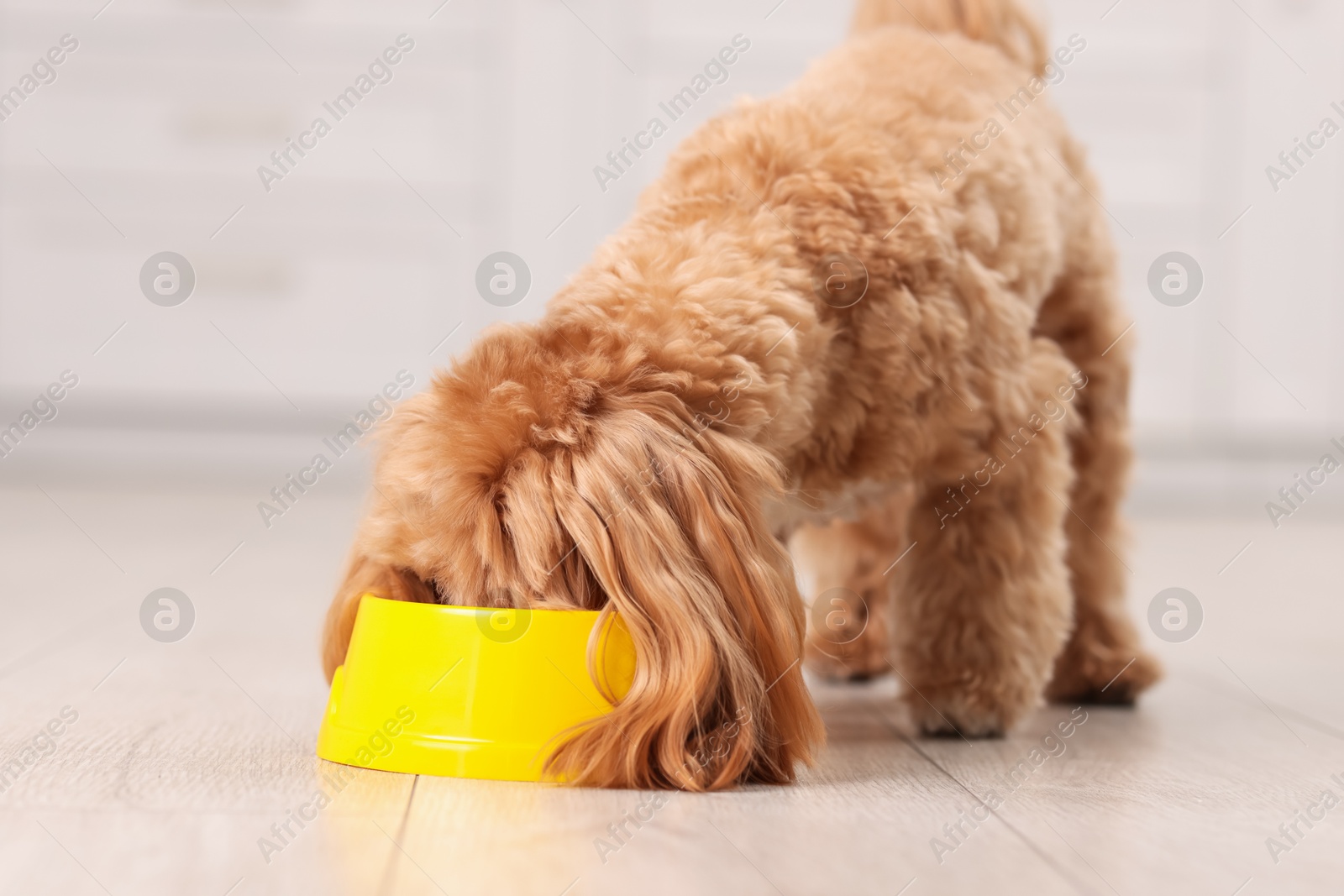 Photo of Cute dog eating pet food from feeding bowl at home