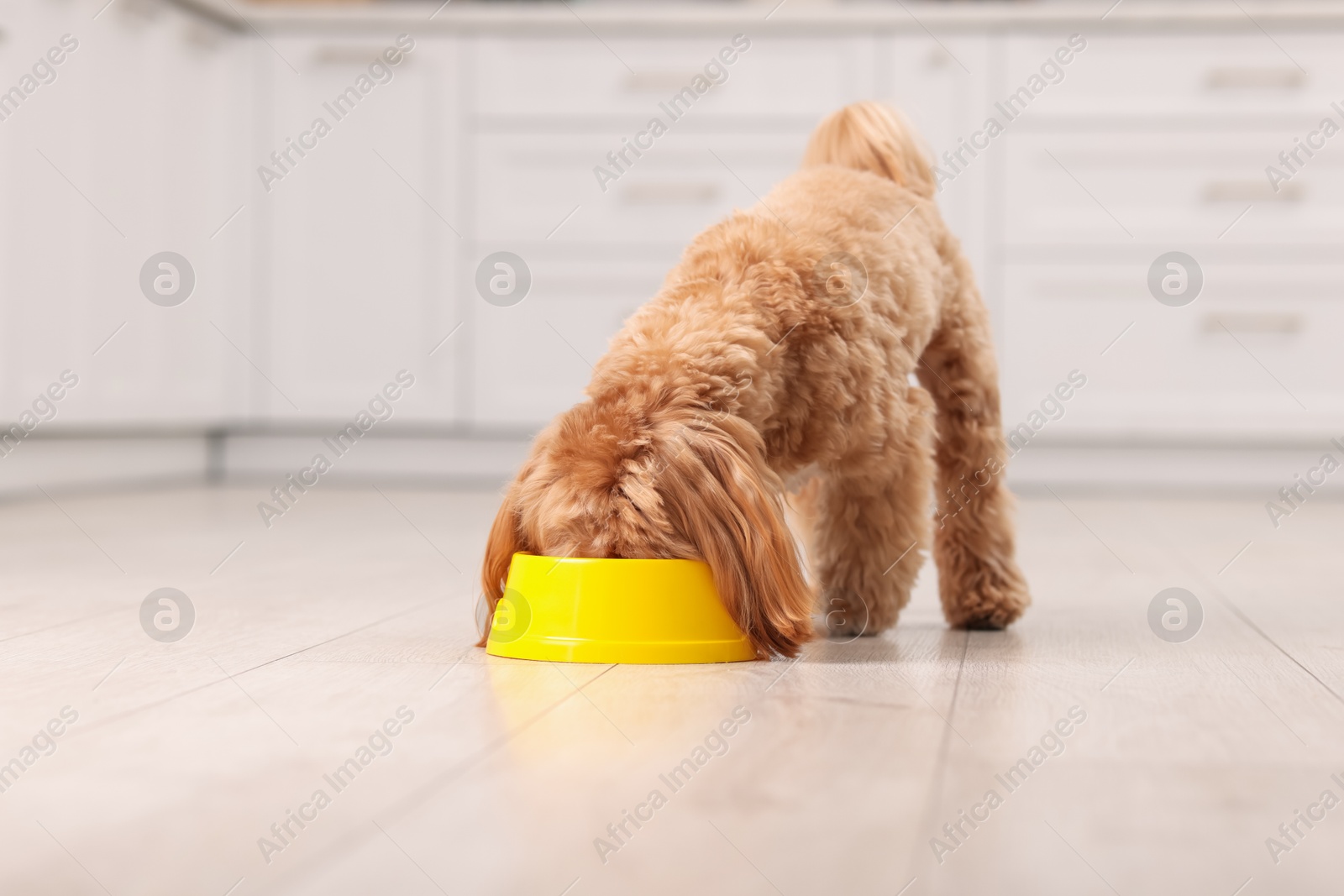 Photo of Cute dog eating pet food from feeding bowl at home