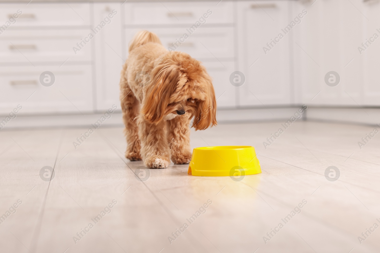 Photo of Cute dog eating pet food from feeding bowl at home