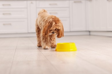 Photo of Cute dog eating pet food from feeding bowl at home