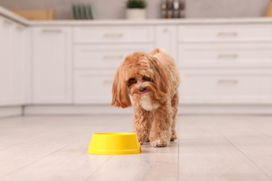 Photo of Cute dog eating pet food from feeding bowl at home