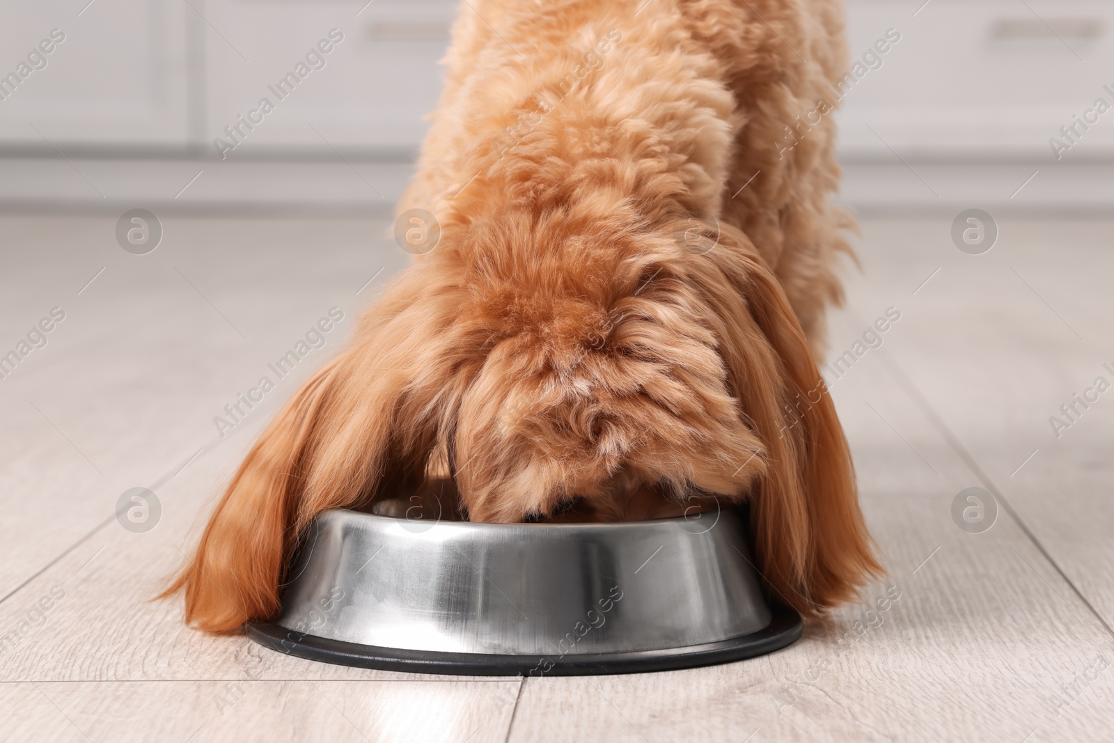 Photo of Cute dog eating pet food from feeding bowl at home, closeup