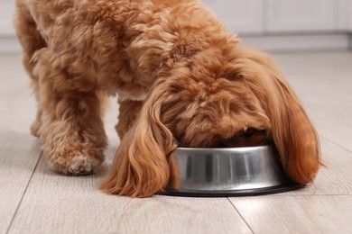 Photo of Cute dog eating pet food from feeding bowl at home, closeup