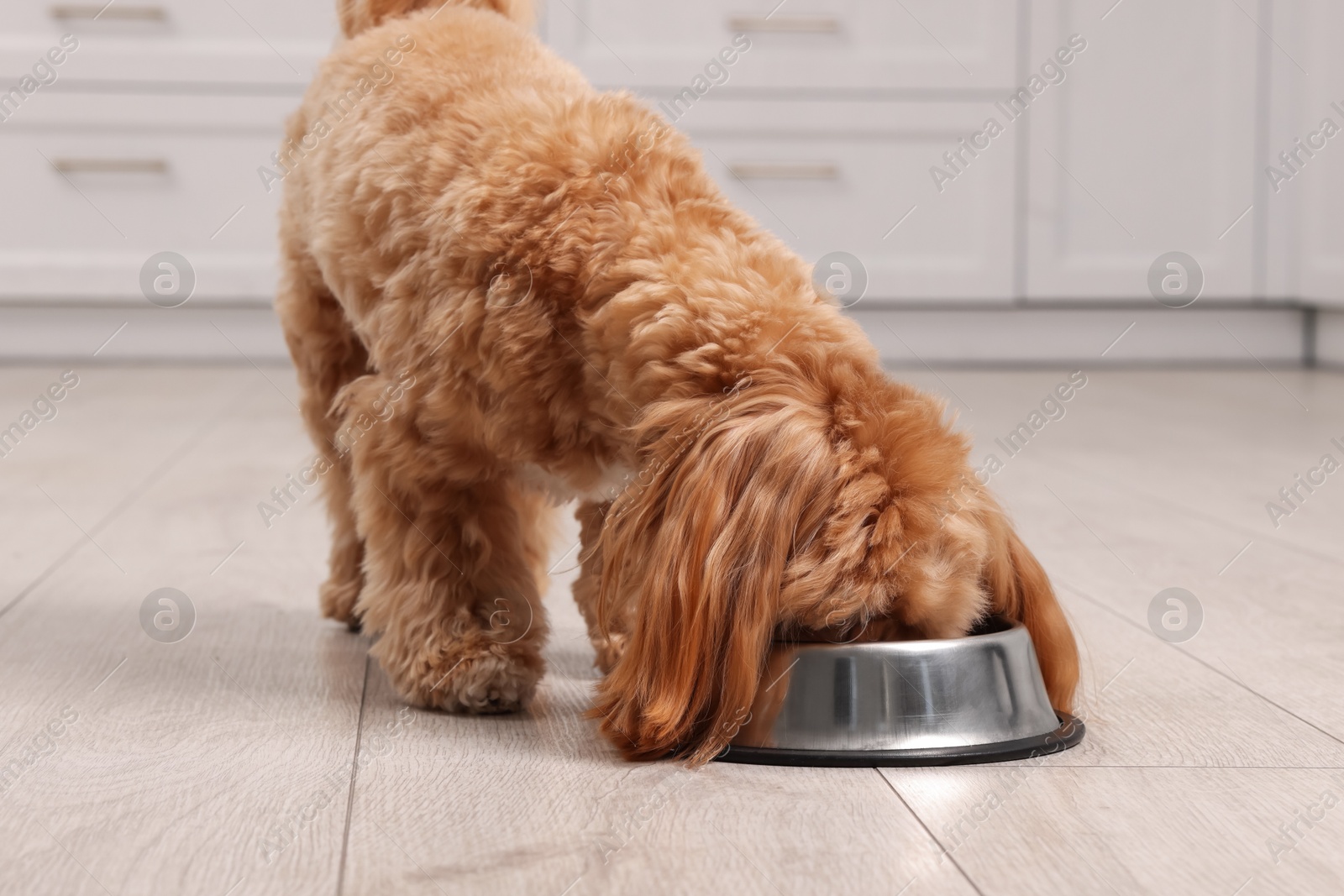 Photo of Cute dog eating pet food from feeding bowl at home