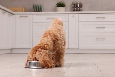 Photo of Cute dog eating pet food from feeding bowl at home